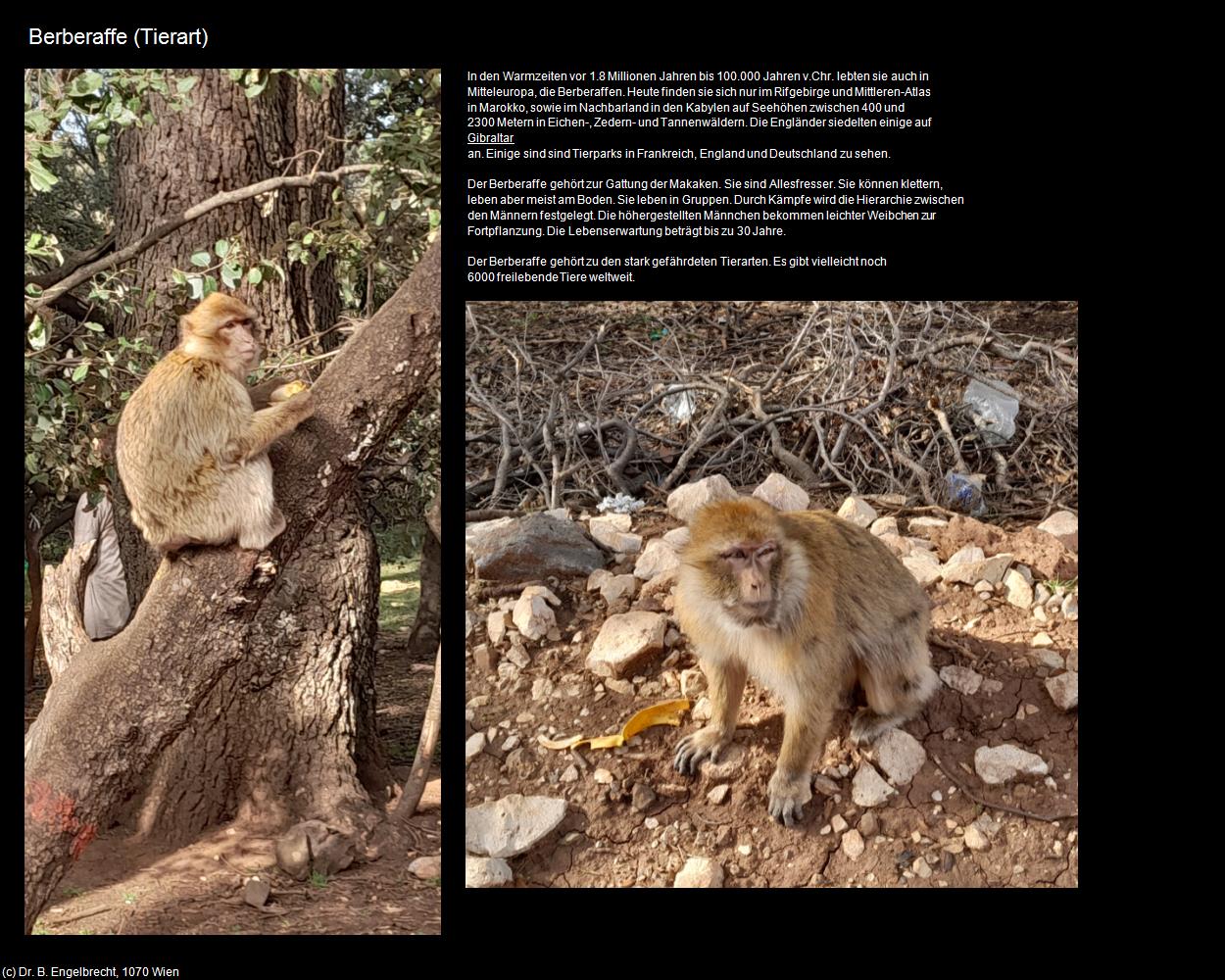 Berberaffe (Ifrane) in Kulturatlas-MAROKKO(c)B.Engelbrecht