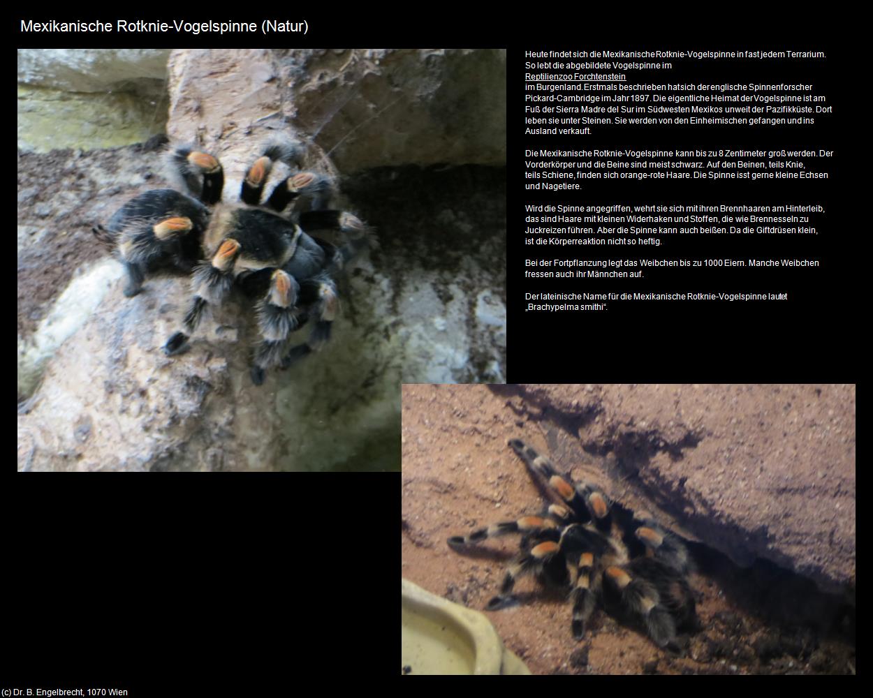 Mexikanische Rotknie-Vogelspinne (Natur) (+Allgemeines) in Kulturatlas-MEXIKO(c)B.Engelbrecht