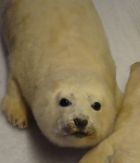 Robben und Robbenfang I (Tromsö)