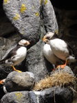 Vogelfelsen von Gjesvaerstappan (Nordkapp)