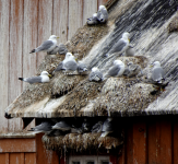 Pomormuseet (Vardö)