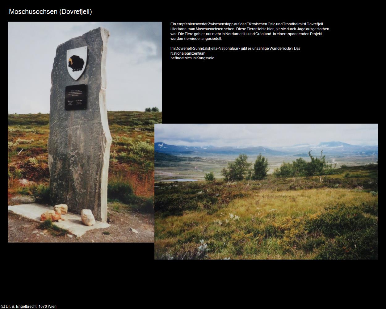 Moschuochsen (Dovrefjell) in Kulturatlas-NORWEGEN(c)B.Engelbrecht