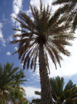 Dattelpalme I (+Oman)