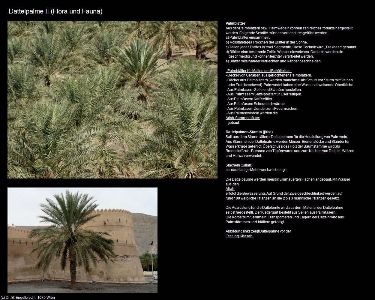 Dattelpalme II (+Oman) in Kulturatlas-Arab.Emirate+Oman(c)B.Engelbrecht