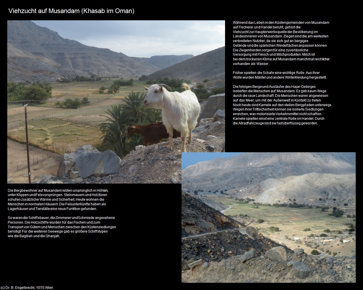 Viehzucht auf Musandam (As Sayh im Oman) in Kulturatlas-Arab.Emirate+Oman